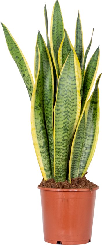 Sansevieria 'Laurentii' XL – Vrouwentong – Succulent – Onderhoudsvriendelijk – ⌀17cm – 55-65 cm