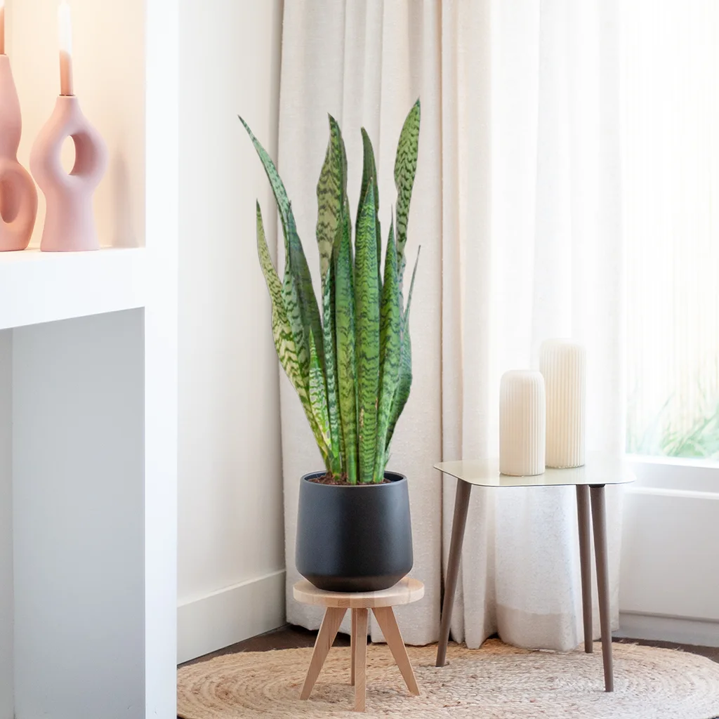 Sansevieria Zeylanica - Vrouwentong - P21