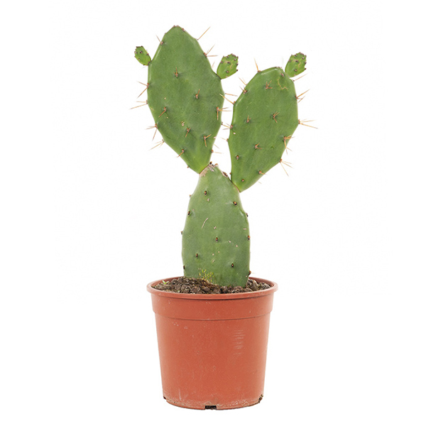 Schijfcactus (Opuntia Vulgaris) - P 17 cm