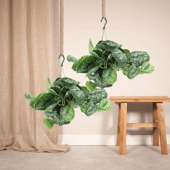 Scindapsus Pictus Trebie Set van 2 - Elegante Kamerplanten in Ø15cm Potten - Hoogte 25cm -Ø14 Groene Kamerplant -Sierplantenshop