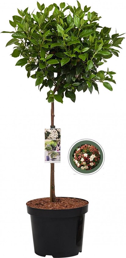 Sneeuwbal op stam - Viburnum Tinus - Totale hoogte 85cm