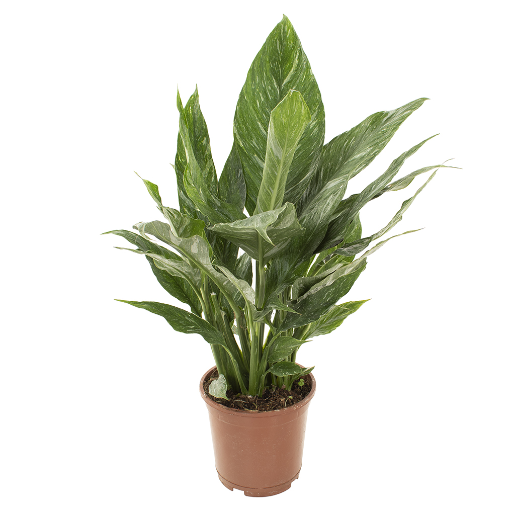 Spathiphyllum Diamond - P14