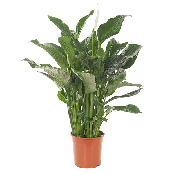 Spathiphyllum Silvana (Lepelplant) P 24 cm