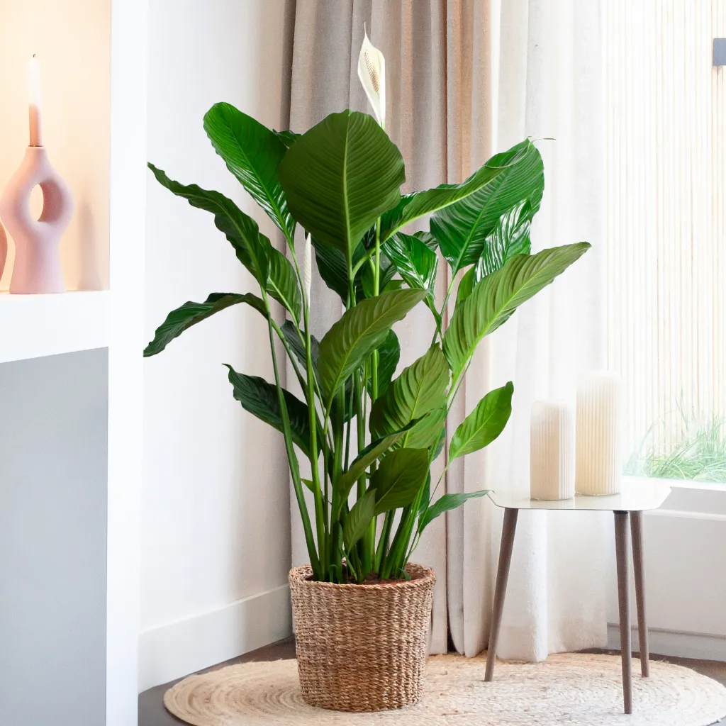 Spathiphyllum Sweet Sebastiano - Lepelplant - P24