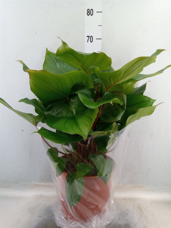 Sproution Homalomena rubescens 'Maggy' - Hoogte 70cm - Potmaat 24cm - Luchtzuiverende Kamerplant - Plant binnen