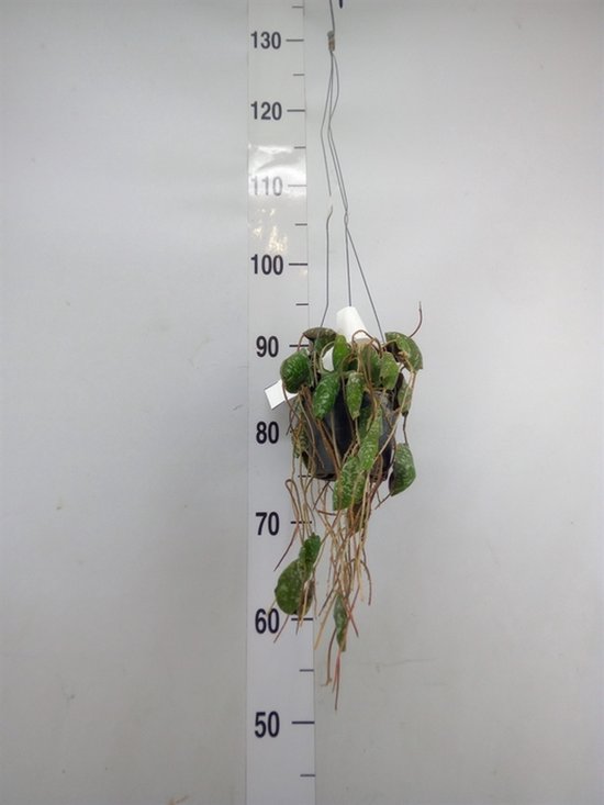 Sproution Hoya - Potmaat 14cm - Luchtzuiverende Kamerplant - Plant binnen