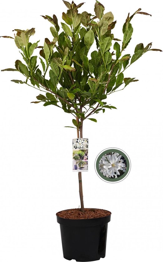 Stermagnolia op stam - Magnolia Stellata - Totale hoogte 85cm