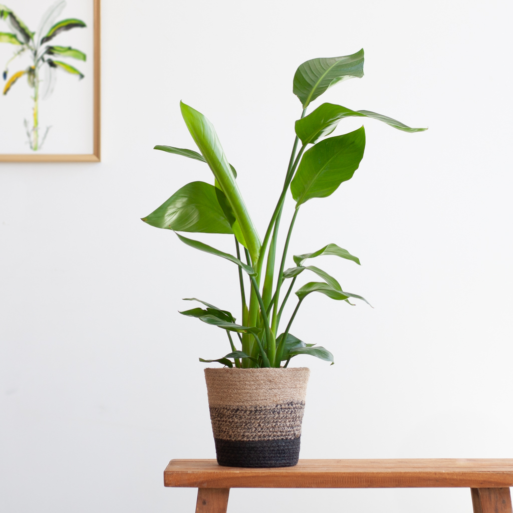 Strelitzia Nicolai - Paradijsvogelplant - inclusief Jute Pot - Zwart - P17