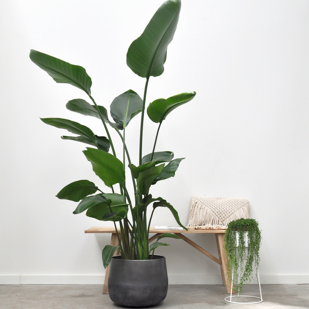Strelitzia Nicolai - Paradijsvogelplant - P30