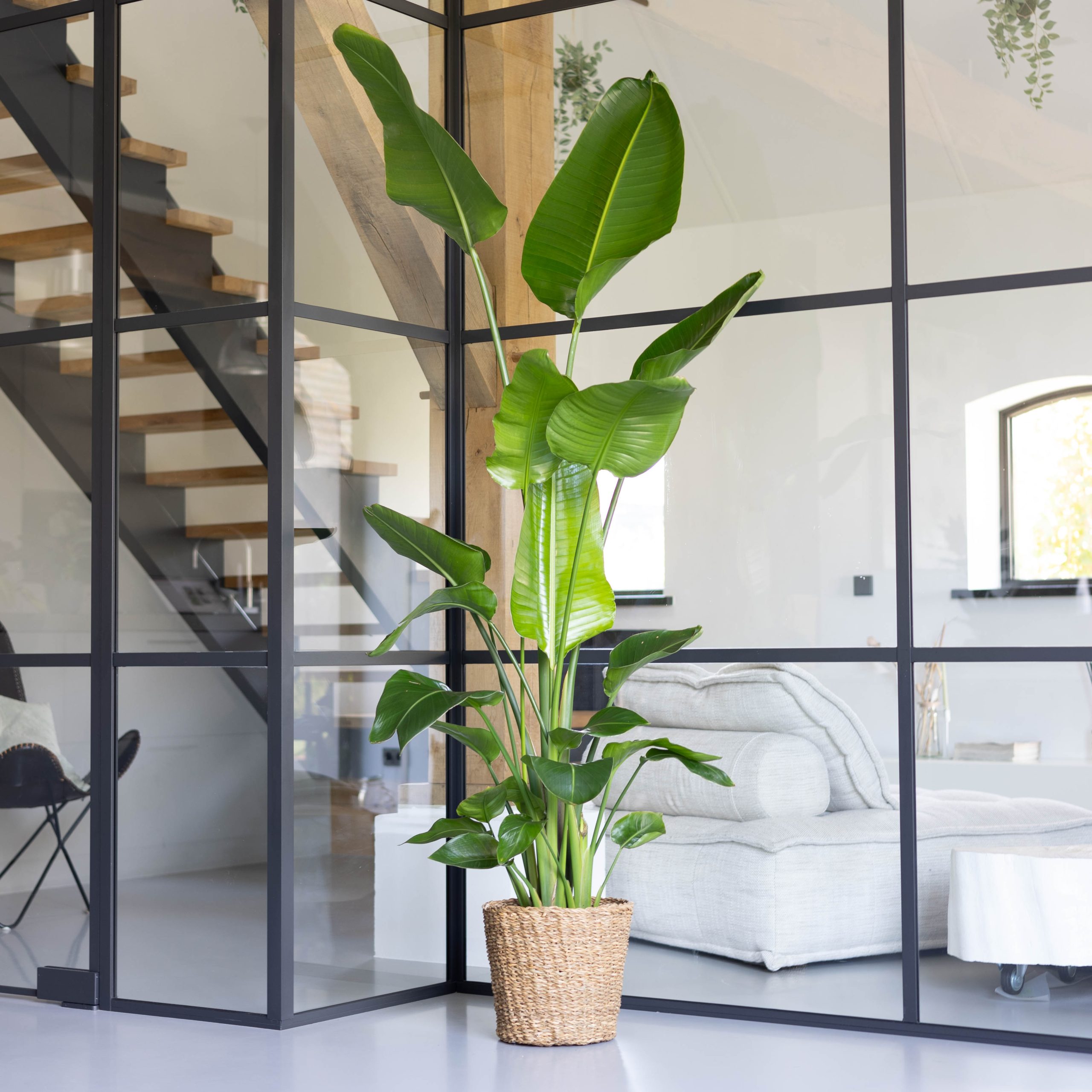 Strelitzia plant (Nicolai) - Paradijsvogelplant - P27