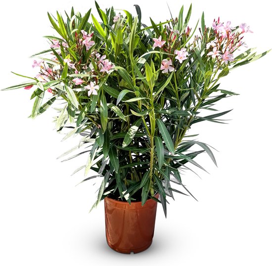 Sunny Tree - Plant - Oleander- Nerium Oleander - Hoogte 140-160 cm - Kleur Roze - Buitenplant