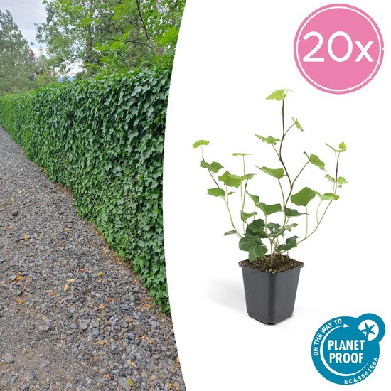 Trendyplants - Hedera Hibernica - 20 stuks - Atlantisch klimop - Winterhard - Hoogte 15-25cm - Potmaat Ø9cm