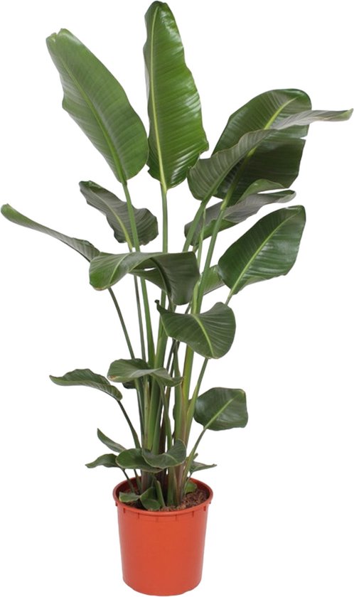 Trendyplants - Strelitzia Nicolai - Paradijsvogelbloem - Kamerplant - Hoogte 160-180 cm - Potmaat Ø24cm
