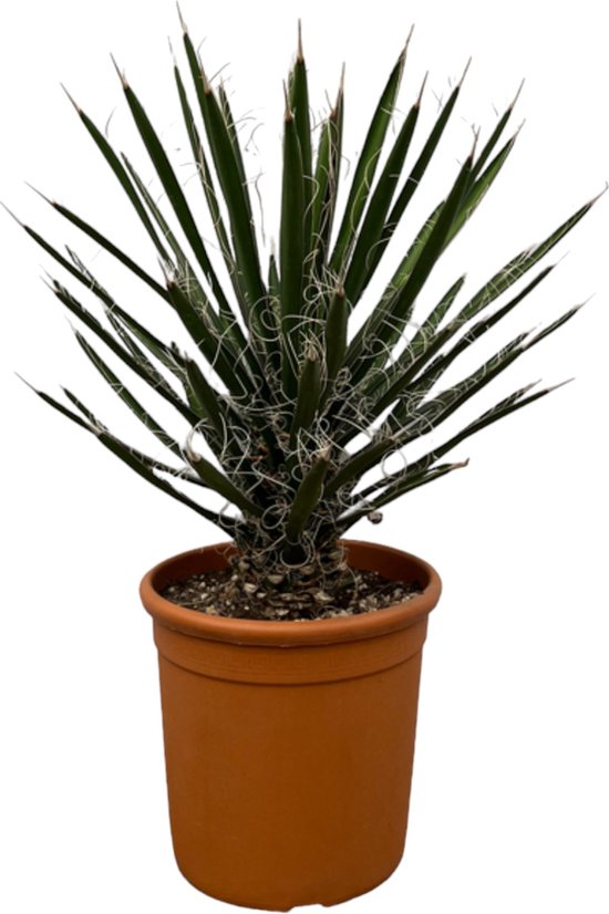 Trendyplants - Yucca Filifera 'Australis' - Tuinplant - Hoogte 60-80 cm - Potmaat Ø28cm