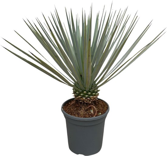 Trendyplants - Yucca Rostrata - Winterhard - Tuinplant - Hoogte 40-60 cm - Potmaat Ø21cm