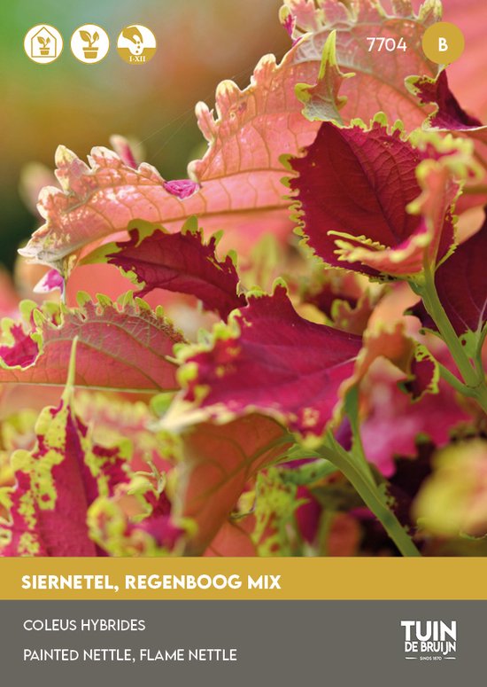 Tuin de Bruijn® Siernetel Rainbow Mix (Coleus blumei)