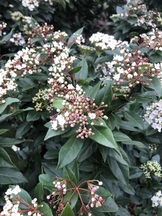 Viburnum Tinus - Sneeuwbal 30-40 cm in pot winterbloeier