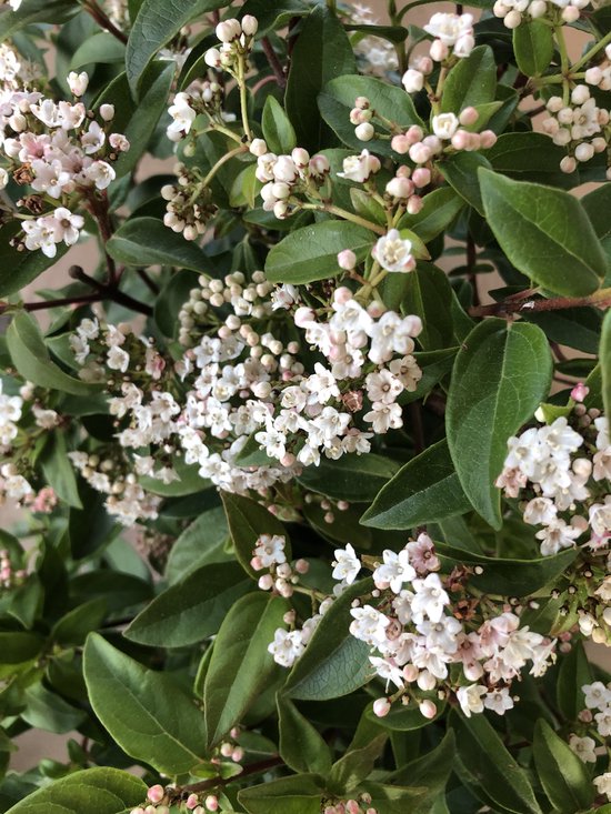 Viburnum tinus 'Eve Price' - Sneeuwbal 25-30 cm in pot