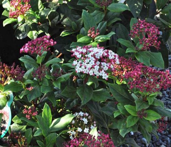 Viburnum Tinus 'Gwenllian' - Viburnum 25-30 cm in pot
