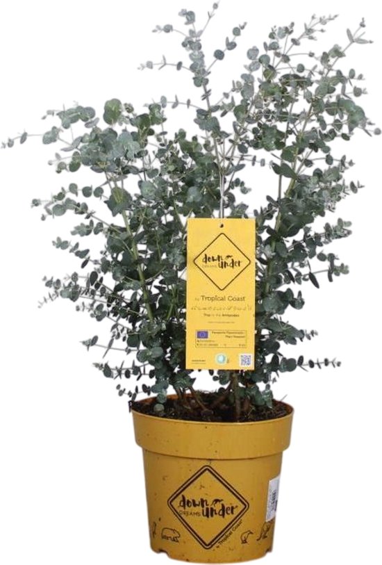 Winterharde Eucalyptus struik XL - Gomboom - Winterhard - Groenblijvend - Gunnii -P20 - 60-80 cm