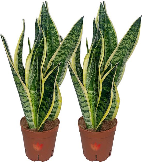 YouFlowers - Sansevieria Laurentii - Vrouwentong - 2 stuks - Ø 12cm - Hoogte: 30-40cm - Makkelijk te verzorgen kamerplant