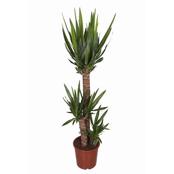 Yucca - P 24 cm