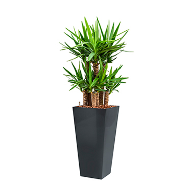 Yucca All-in pot plant (Antraciet)