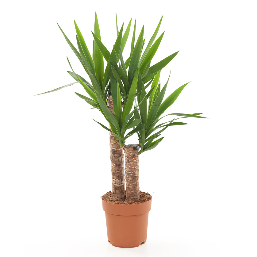 Yucca Elephantipes - Palmlelie - P17