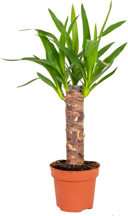 Yucca | Palmlelie - Kamerplant in kwekerspot ⌀12 cm - 35-45 cm
