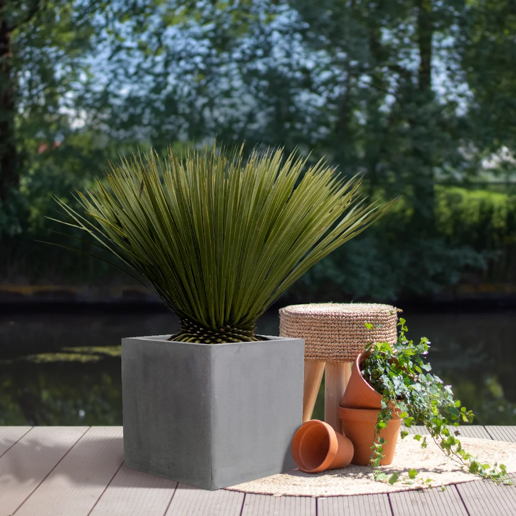 Yucca Rostrata - Blue Beaked Yucca - P30