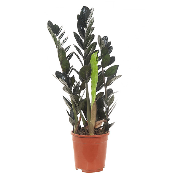 Zamioculcas Raven (Zwart) - P 17 cm