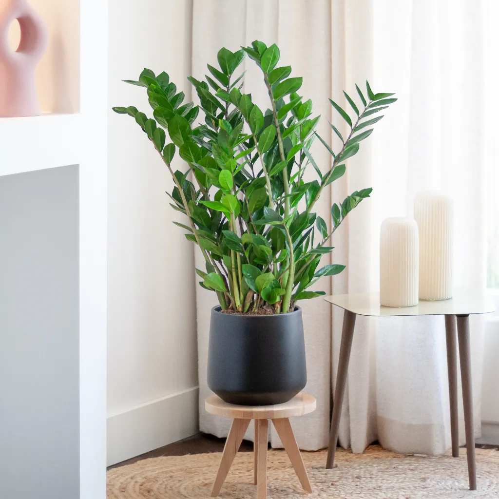 Zamioculcas Zamiifolia - ZZ plant - P21