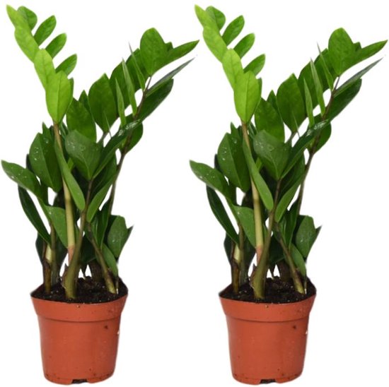 Zamioculcas Zamiifolia set van 2 Planten-40cm -Ø12 Groene Kamerplant -Sierplantenshop