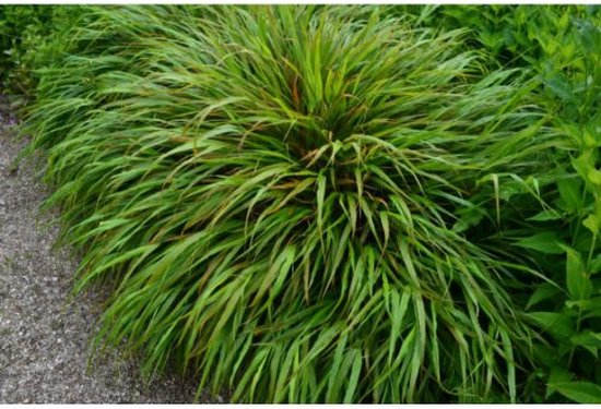 12x Hakonechloa macra – Japans Berggras in P9 pot met planthoogte 5-10cm