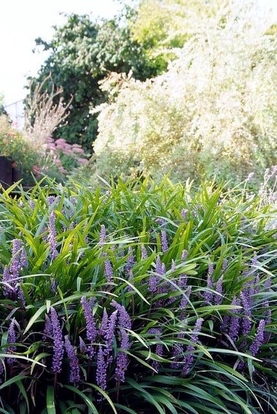 12x Liriope muscari 'Ingwersen' - Leliegras in p9 (0,5 liter) pot