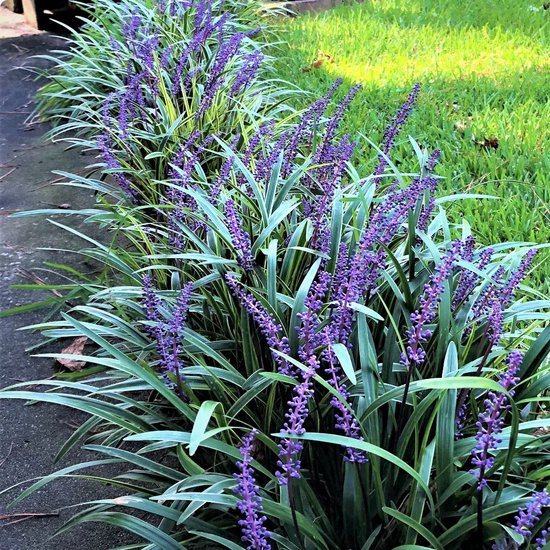 12x Liriope muscari 'Moneymaker' (Leliegras) – Winterharde Bodembedekker (Voor 2m², p9 Potmaat, 9x9 cm)