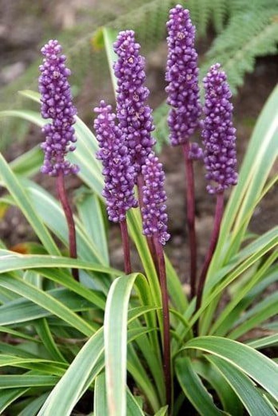 12x Liriope muscari 'Variegata' - Bont Leliegras in 9x9cm pot