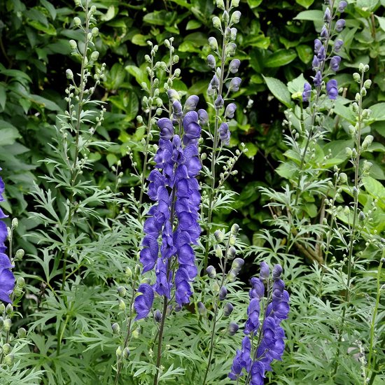 12x Monnikskap (Aconitum napellus) - P9 pot (9x9)