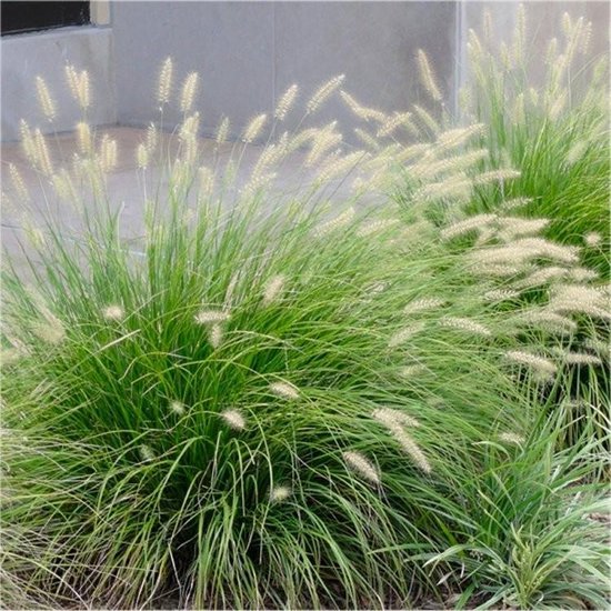 12x Pennisetum alopecuroides ´Little Bunny´ - Lampenpoetsersgras in p9 (0,5 liter) pot