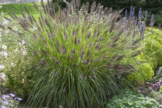 12x Pennisetum alopecuroides ‘Viridescens’ – Lampenpoetsersgras in p9 (0,5 liter) pot