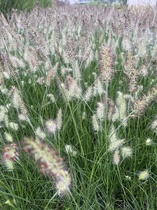 12 x Pennisetum Little Bunny - Dwerg Lampenpoetsersgras in 9x9cm pot