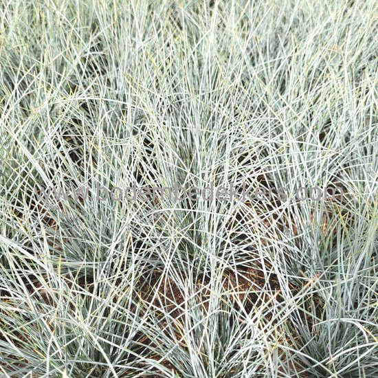 24x (stuks) Festuca gl. 'Eljiah Blue' 9cm pot - Bodembedekker - Vaste plant - Tuinplant - Winterhard - Groenblijvend - Groen - Blauw schapengras