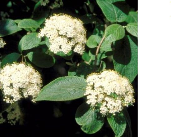 25 x Viburnum lantana - Wollige sneeuwbal 40- 60 cm blote wortel