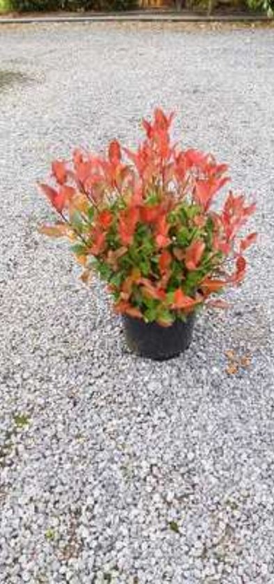 2 x Photinia fras. 'Little Red Robin' - Glansmispel 25- 30 cm in pot