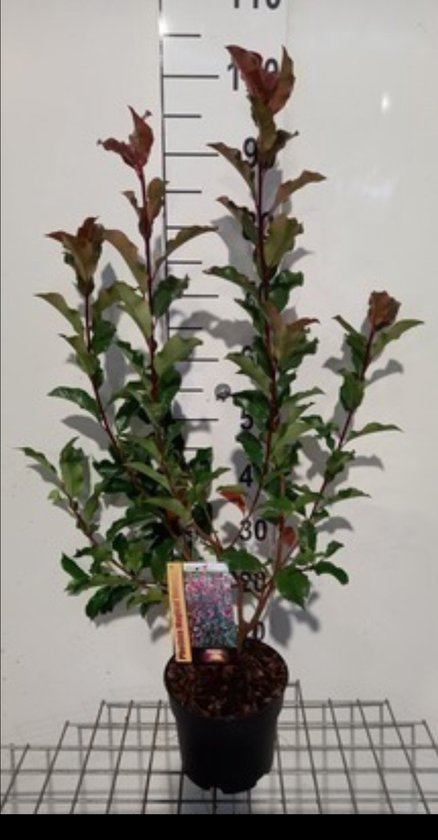 2 x Photinia fras. 'Magical Volcano'® ('kolmavoca') - Glansmispel 30- 40 cm in pot