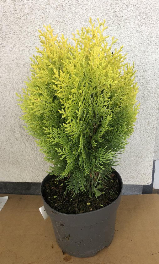 2 x Thuja orientalis 'Aurea Nana' - 25-30 cm - OOSTERSE LEVENSBOOM - Conifeer