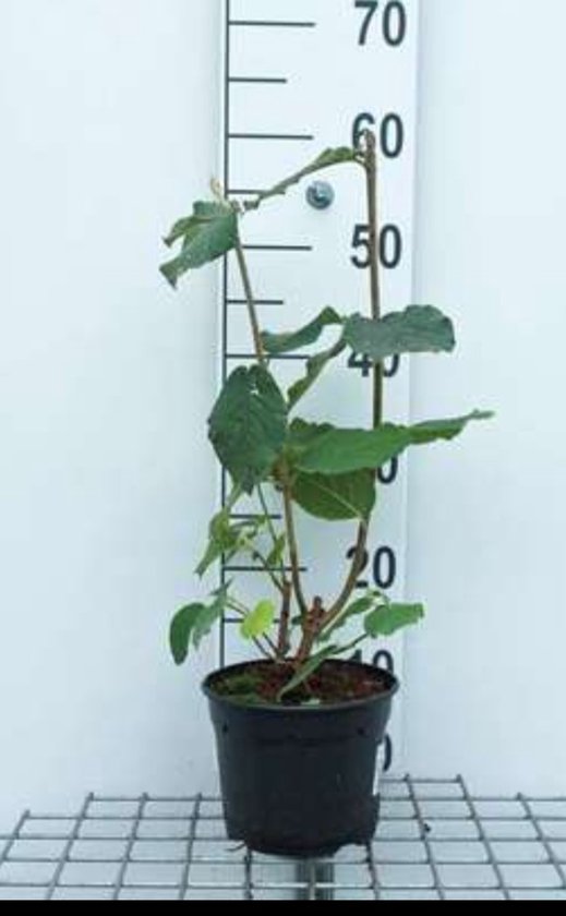 2 x Viburnum lantana - Wollige Sneeuwbal 50- 60 cm in pot
