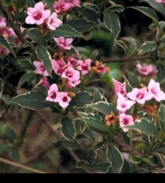 2 x Weigela flor. 'Monet'® ('verweig'®) - Weigela, Weigelia 25- 30 cm in pot