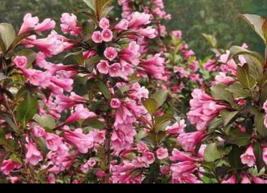 2 x Weigela flor. 'Nana Purpurea' - Weigela, Weigelia 50- 60 cm in pot