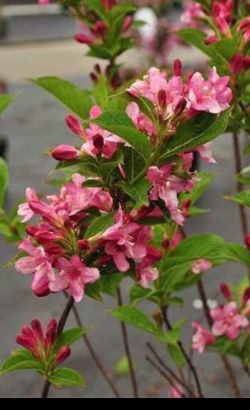 2 x Weigela hybr. 'Rosea' - Weigela, Weigelia 50- 60 cm in pot